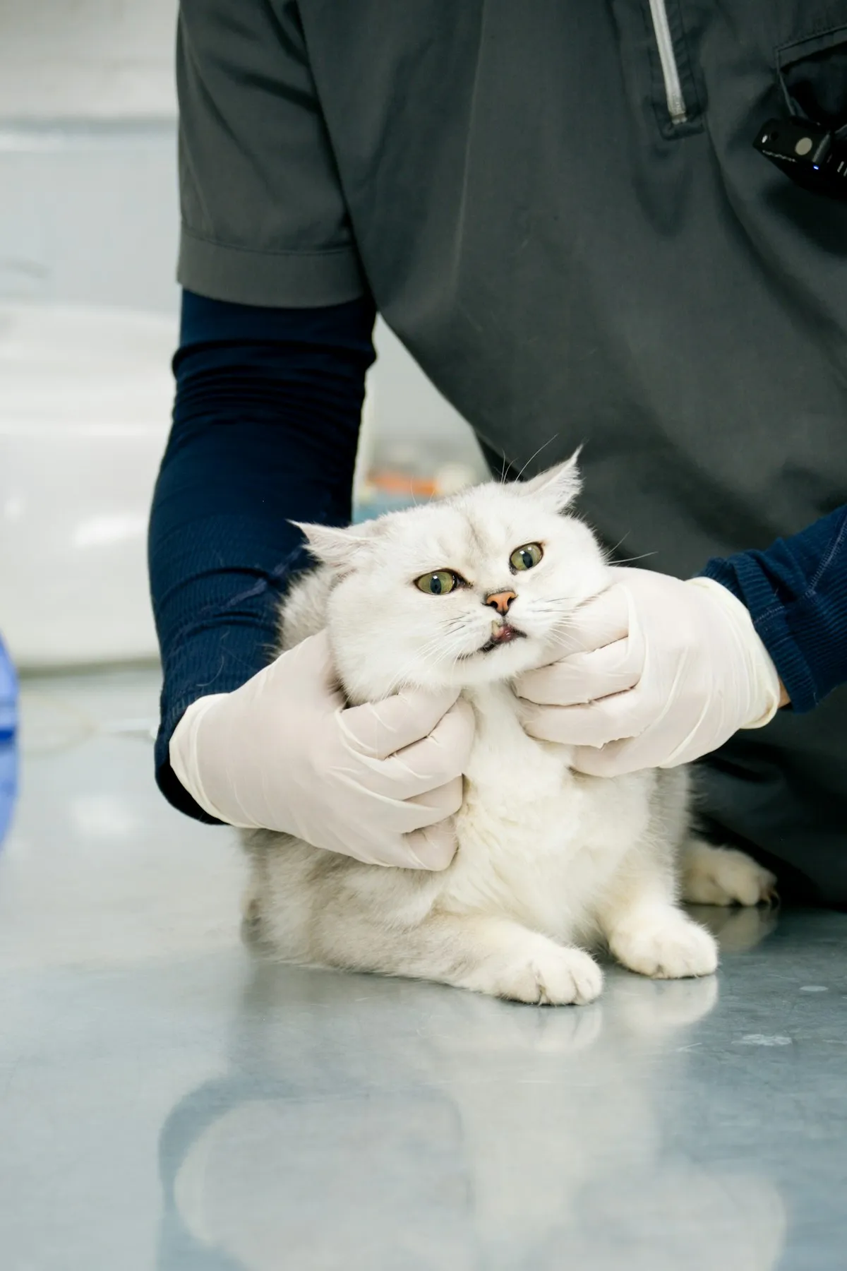 Chirurgie & stérilisation